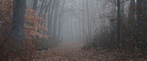 Download wallpaper 2560x1080 trail, forest, trees, fog, leaves, autumn ...