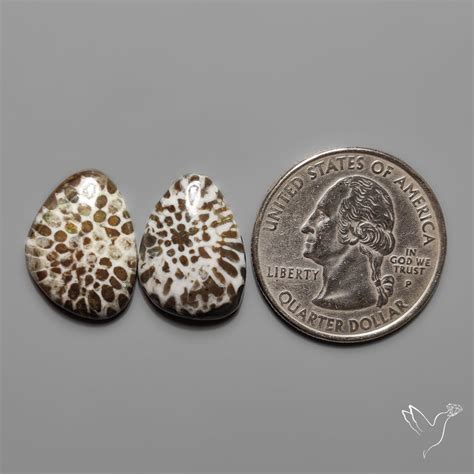 Fossil Coral | Stingray Black Fossil Corals Pair (18X13X4 mm ...