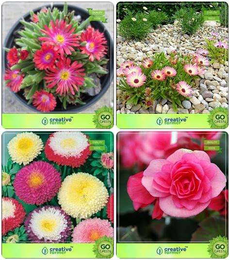 Creative Farmer Flower Seeds : Plant Seeds For Home Garden All Season ...