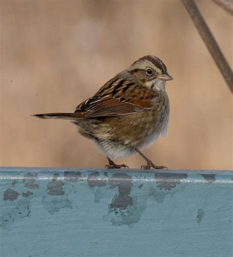 Image result for Sparrow Identification Guide