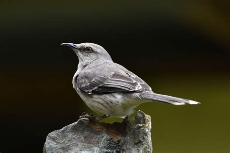 Tennessee State Bird – Mockingbird – 50States.com – 50states