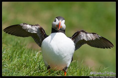 puffin A Level Art, Puffin, Bird Feathers, Creatures, Birds, Animals ...