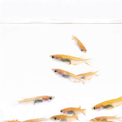 Yokihi Medaka Rice Fish | Planted Aquarium Freshwater Fish - Glass Aqua