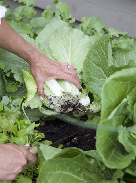 3 Signs Your Cabbage Is Ready to Be Harvested from the Garden • Gardenary