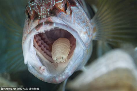 魚の舌に取って代わる寄生虫「ウオノエ」の生態とは？ - ライブドアニュース