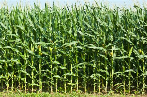 Corn field featuring corn, field, and crop | High-Quality Nature Stock ...