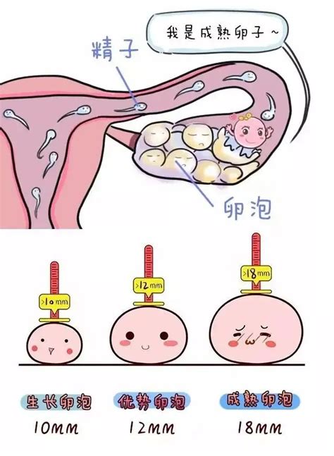 女性月经周期计算表，孕周期怎么算以B超还是末次月经为准 - 科猫网