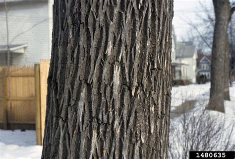 Ash Tree Identification Guide 的图像结果