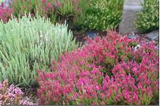 calluna vulgaris sorten callunas ericas daboecias oh my demystifying the calluna vulgaris sorten callunas ericas daboecias oh my demystifying the