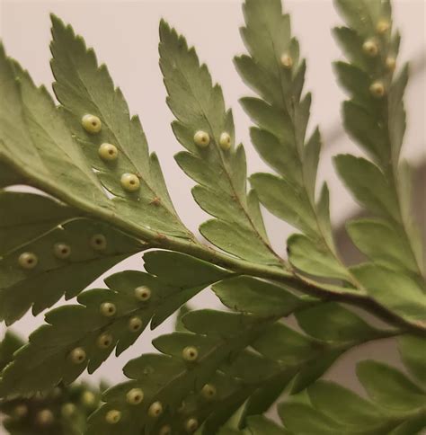 What little critter laid these ( High Desert, California ) : r ...