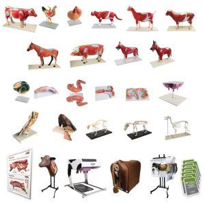 Advanced Model Cow Cattel Form 的图像结果