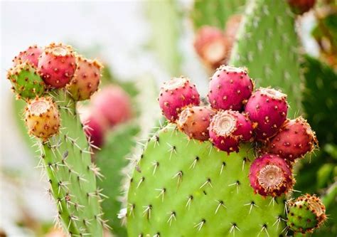 Repotting Opuntia 的图像结果
