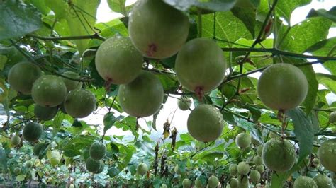 India's first monk fruit cultivation exercise begins in HP's Kullu