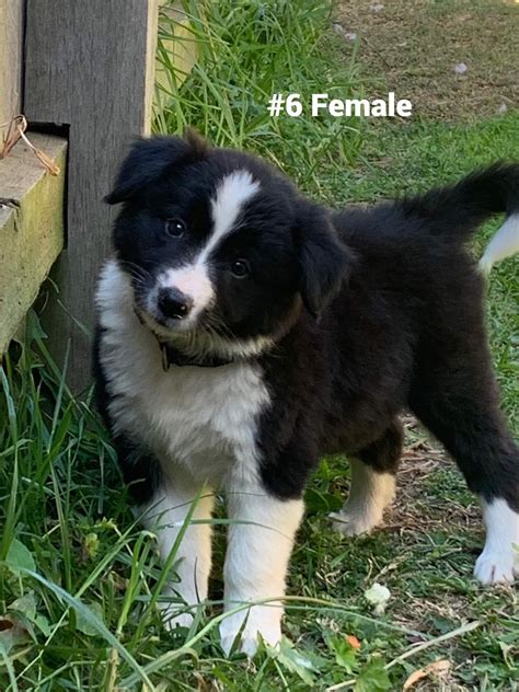 Border Collie - Toowoomba - PetsForHomes