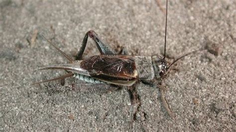 Mormon Crickets 的图像结果