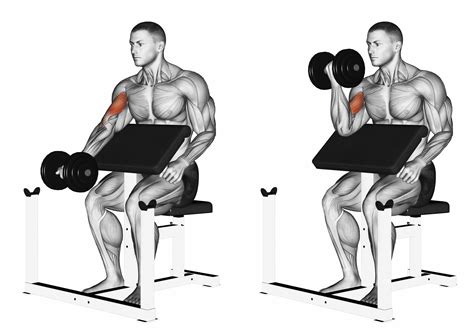 Short Head Bicep Exercises Dumbbell Preacher Curl
