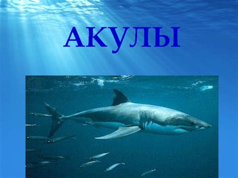 Акулы- грозные обитатели морей презентация, доклад