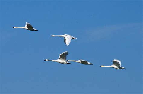 Birds in Flight - Pentax User Photo Gallery