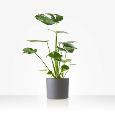 Plant: Monstera; including pot: Order Flowers Online | Interflora India ...