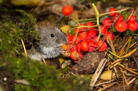 What Plants Do Voles Eat And How To Protect Your Garden