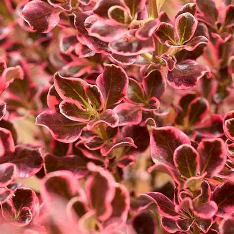 Buy coprosma Coprosma repens 'Eclipse ('Aldawn')': Delivery by Waitrose ...