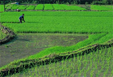 南方水稻各地的成熟时间，附种植时间 - 农敢网