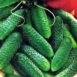 WHYGI Cucumber Parisian Gherkin Pickling Heirloom Non GMO-CuC_1770 Seed ...