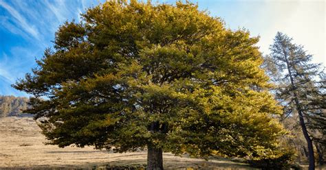 Identify Elm Tree 的图像结果