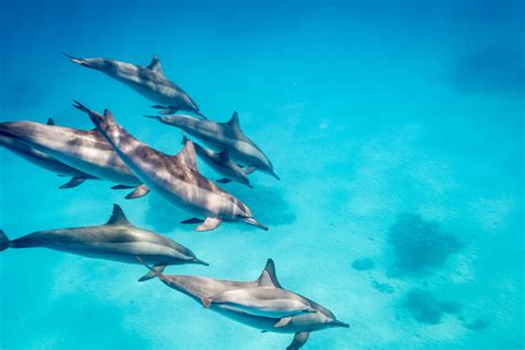Hilarious Video Shows How Dolphins Use Pufferfish to Get High!