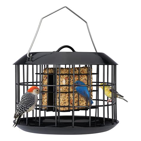 Amazon.com : Kingsyard Squirrel Proof Suet Feeder, Cage Bird Feeders ...