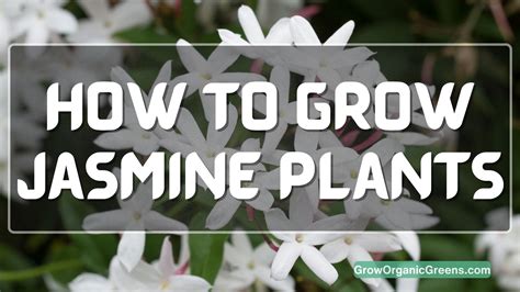 How To Grow A Jasmine Flower Plant - The Complete Guide For Beginners