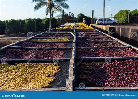 Coffee Drying Yard, with Several Species of Coffee Beans, on a Farm in Brazil Stock Image ...