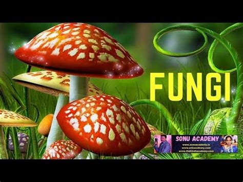 SONU ACADEMY: Fungi |Characteristic Features of Fungi |Mode of ...