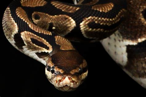 Image result for Python Roosevelt