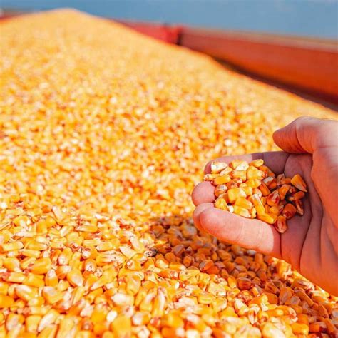 Image result for Maize Processing