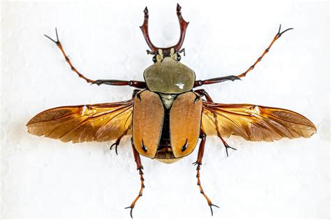 Largest Insect Ever