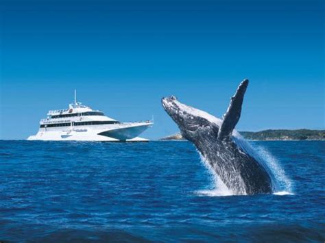 How to Spend a Day on Tangalooma | Travel Insider