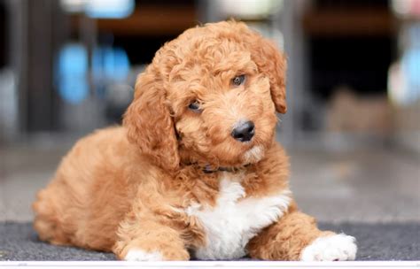 Image result for Fat Cockapoo