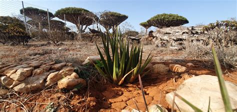 Mitigation of Hurricane Impacts of Endemic and Threatened Plants of Socotra Archipelago - Phase ...