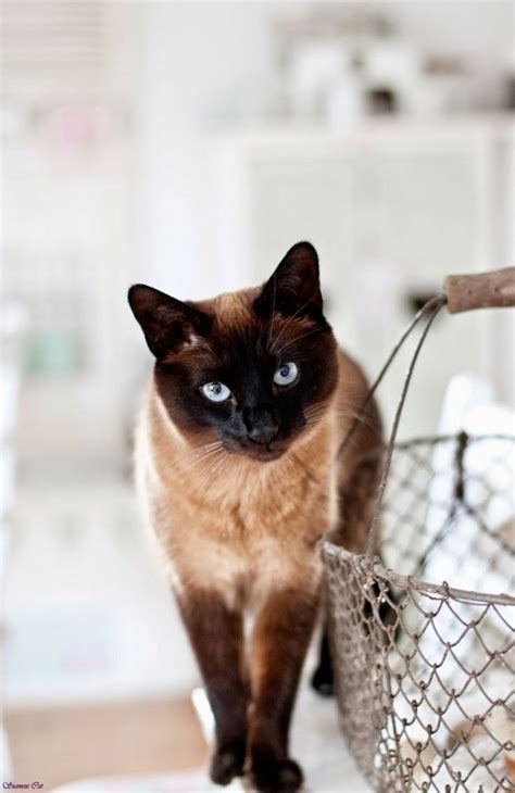 Image - Black-siamese-cat-with-blue-eyes-black-half-siamese-cat-black ...