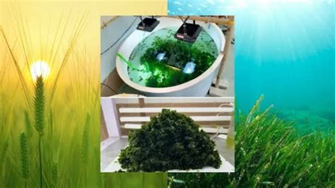 Cultivating the Sea: How Ulva, a Green Seaweed, Offers a Land-Saving ...