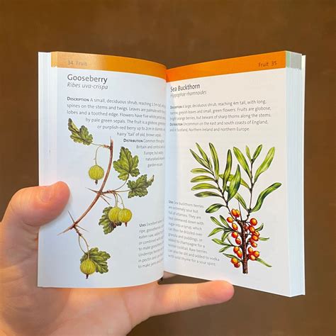 Image result for Foraging Guide