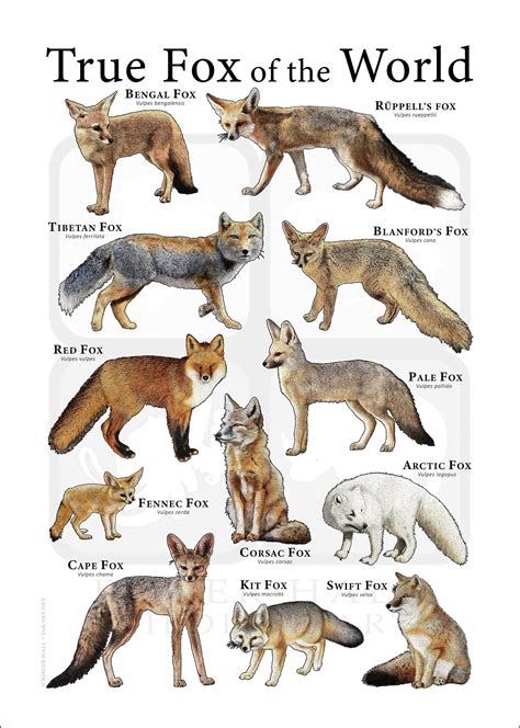 Species Of Fox