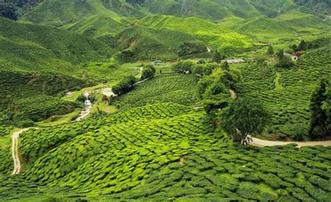 7 Days North East Delight with Pelling Tour Package | Sharp Holidays