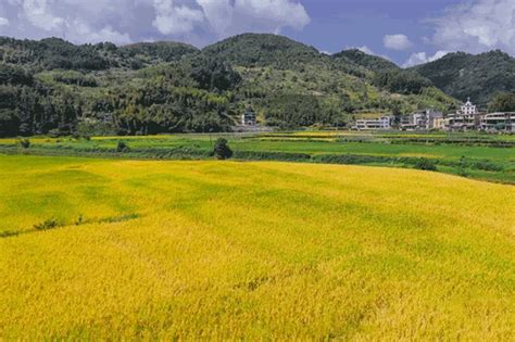 金秋至，稻飘香！福州这里的稻田正上演着“醉人秋色”|福州市_新浪新闻
