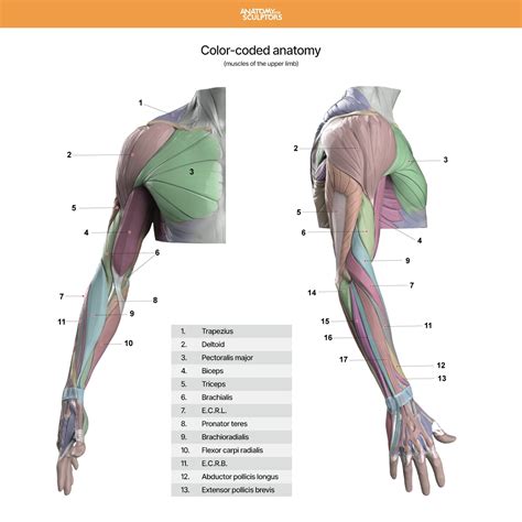 Upper Limb Anatomy Upper Limb | Edvivas.com