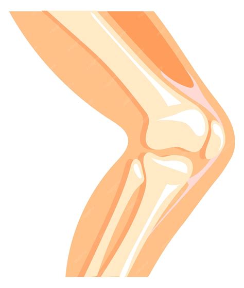 Premium Vector | Human knee icon cartoon anatomy leg bone structure