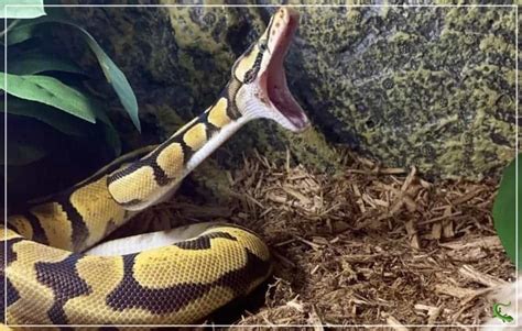 Image result for Ball Python Scared
