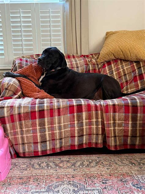 Echo - Spanish Stray Dogs