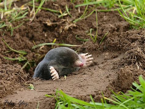 Image result for Mole Problem Solving